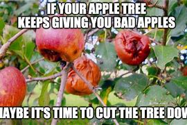 Image result for Apple Tree Jokes