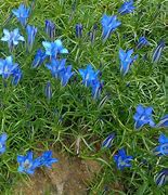 Image result for Gentiana sino-ornata Eugens Allerbester