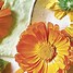 Image result for Flores Comestibles