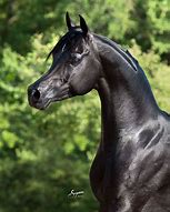 Image result for Arabian War Horse