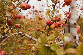 Image result for Fall Apple Tree