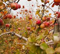 Image result for Apple Tree in the Fall