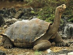 加拉帕戈斯象龟 的图像结果