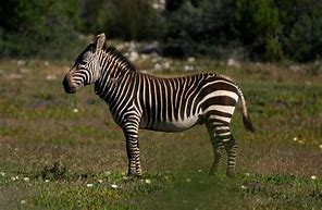 Image result for Pro Stock Mustang Zebra Stripe