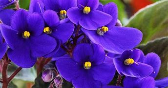 Image result for Purple African Violet