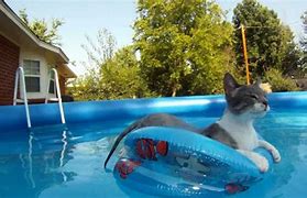 Image result for Cat Floating On Water Meme