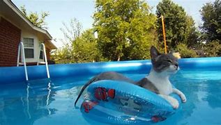 Image result for Floating Cat Pose