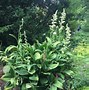 Image result for Veratrum album