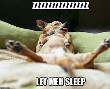 Image result for Chihuahua Sleeping Meme