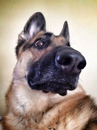 Image result for German Shepherd Nose