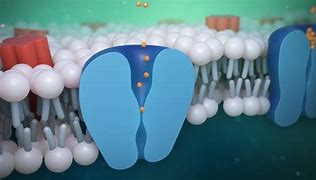 Image result for Cell Membrane Animation