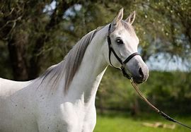 Image result for Light Horse Breeds