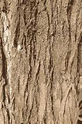 Image result for Tree Branch Clip Art Black White