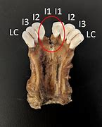 Image result for Deer Incisors