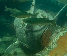 Image result for Sunken Ship Diving
