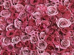 Image result for Hot Pink Roses Collages