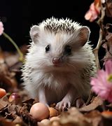 Image result for Unique Hedgehog