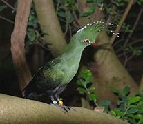 Image result for Schalow's Turaco