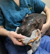 Image result for Cincinnati Zoo Hippo