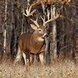 Image result for Hunting Wallpaper iPhone