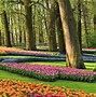 Image result for Lisse Tulip Fields