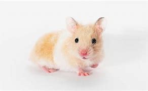 Image result for Hamster Baby Pup