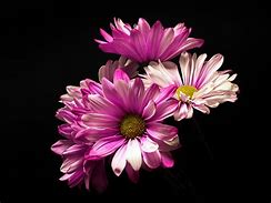 Image result for Chrysanthemum Black Wallpaper