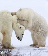 Image result for Polar Bear Hugs Man