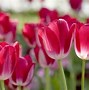 Image result for Free Spring Screensavers