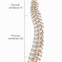 Image result for Cervical Spine Numbers