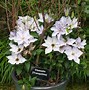 Image result for Clematis in Pots