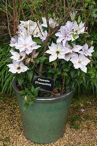 Image result for Clematis Plants Outdoor Garden Ready in Pots