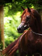 Image result for Arabian Horse Screensavers
