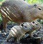 Image result for Simple Animals Real