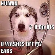 Image result for Grumpy Husky Meme