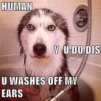 Image result for Funny Husky Memes