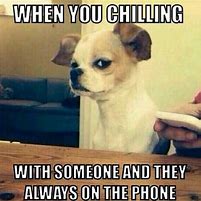 Image result for Animal Looking at Phone Meme