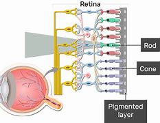 Image result for Rods in Retina Light State