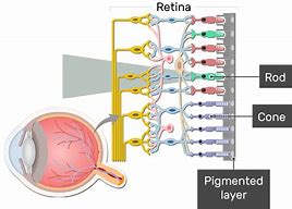 Image result for Retina Rods and Cones Sem