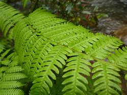 Image result for frond�o