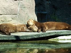 Image result for Philadelphia Zoo Otters