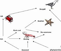 Image result for Rock Pool Food Chain