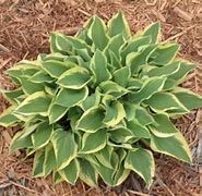 Image result for Hosta Nothern Exposure