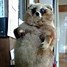 Image result for Botched Taxidermy Meme