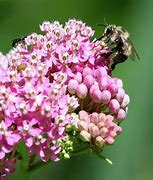 Image result for Milkweed Pollinators