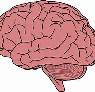 Image result for Human Brain Art