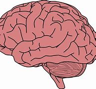 Image result for Born without a Brain