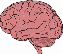 Image result for Smooth Brain Cute