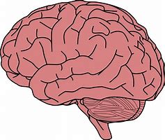Image result for I Picture of a Brain
