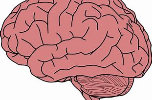 Image result for Human Brain ClipArt